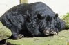 ASIATIC BLACK BEAR (10).JPG