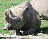 RHINOSARAUS%20-%20BLACK%20(72)[1].JPG