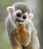 Monkey[1].jpg