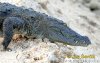 crocodylus-palustris--crocodylus-palustris-3.jpg