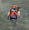DUCK - MANDERIN (27).JPG