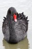black swan.JPG