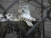 snow leopard for forum.jpg
