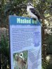 kookaburra masked.jpg