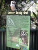 kookaburra sooty.jpg