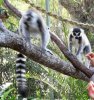Cairns Tropical Zoo - feeding lemurs 2.jpg