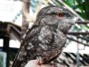 Cairns Wildlife Dome - papuan frogmouth.jpg