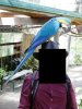 Kuranda Bird World - blue and gold macaw.jpg