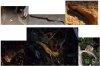 Wait-a-while tours - snake, green possum, tree kangaroo, brushtail possum.JPG