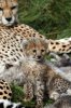 Cheetah001.jpg