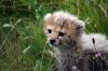 Cheetah005.jpg