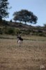 blackbuck 4299.jpg