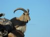 Barbary Sheep.jpg
