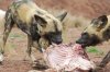 wild dog feed.JPG