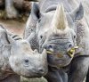 Black Rhino Mother & Baby.jpg