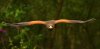 Bonnie - Harris Hawk copy.JPG