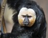 SAKI WHITE FACED MONKEY (16).JPG
