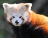 RED PANDA (9).JPG