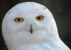 SNOWY OWL (4).JPG
