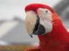 Macaw.jpg