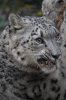 Snow leopard.JPG