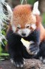 Red Panda 15, Symbio, July 2011.JPG
