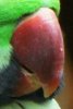 beak.jpg
