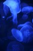 209 - Moon jellyfish.JPG