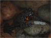 Firebelliedtoad.png