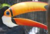 Tocotoucan.jpg