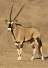 gemsbok.jpg