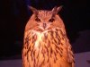 eurasian eagle owl-2.jpg