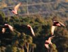galahs crop.jpg