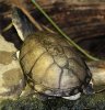 guess the turtle.jpg