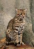 geoffroy's cat 1.jpg