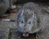 Long nosed potoroo.JPG