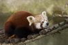 Red_Panda.JPG