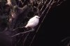 Rothschild's Mynah, Jersey, Feb 1984.jpg