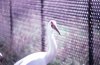Siberian White Crane, ICF, Barraboo WI, Oct 1987.jpg