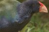 1 takahe.JPG