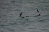 5 Hutton's shearwaters.JPG