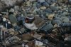 6 shore plover.JPG