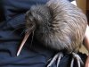 4 North Island kiwi.JPG