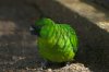 6 Uvea parakeet.JPG