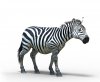 afrika zebra.jpg