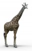afrika giraffe.jpg