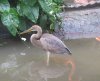Heron.JPG