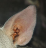 ear 1.PNG