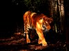 tiger 3.jpg