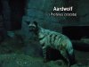 Aardwolf - Cincinnati Zoo, Cincinnati, Ohio.jpg